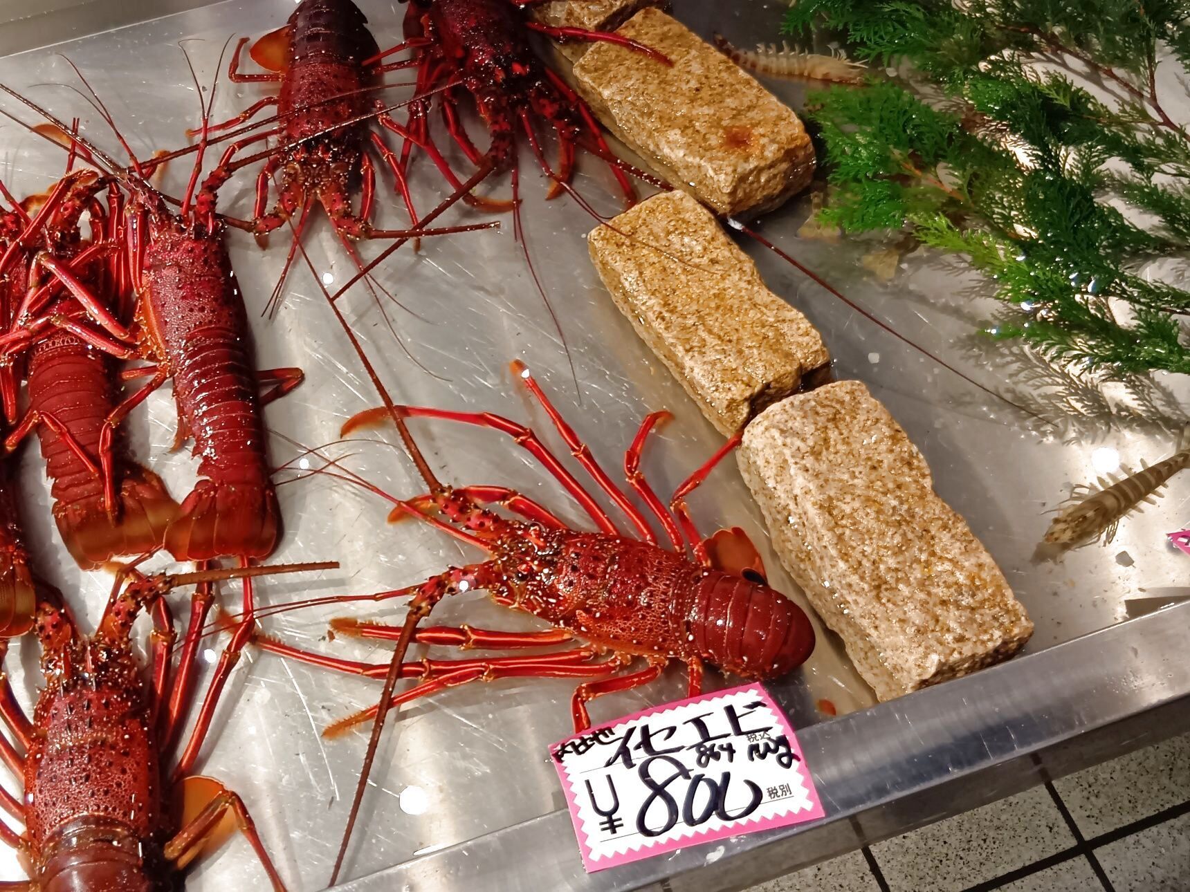 イセエビ！このイセエビ生きてるよぅ！