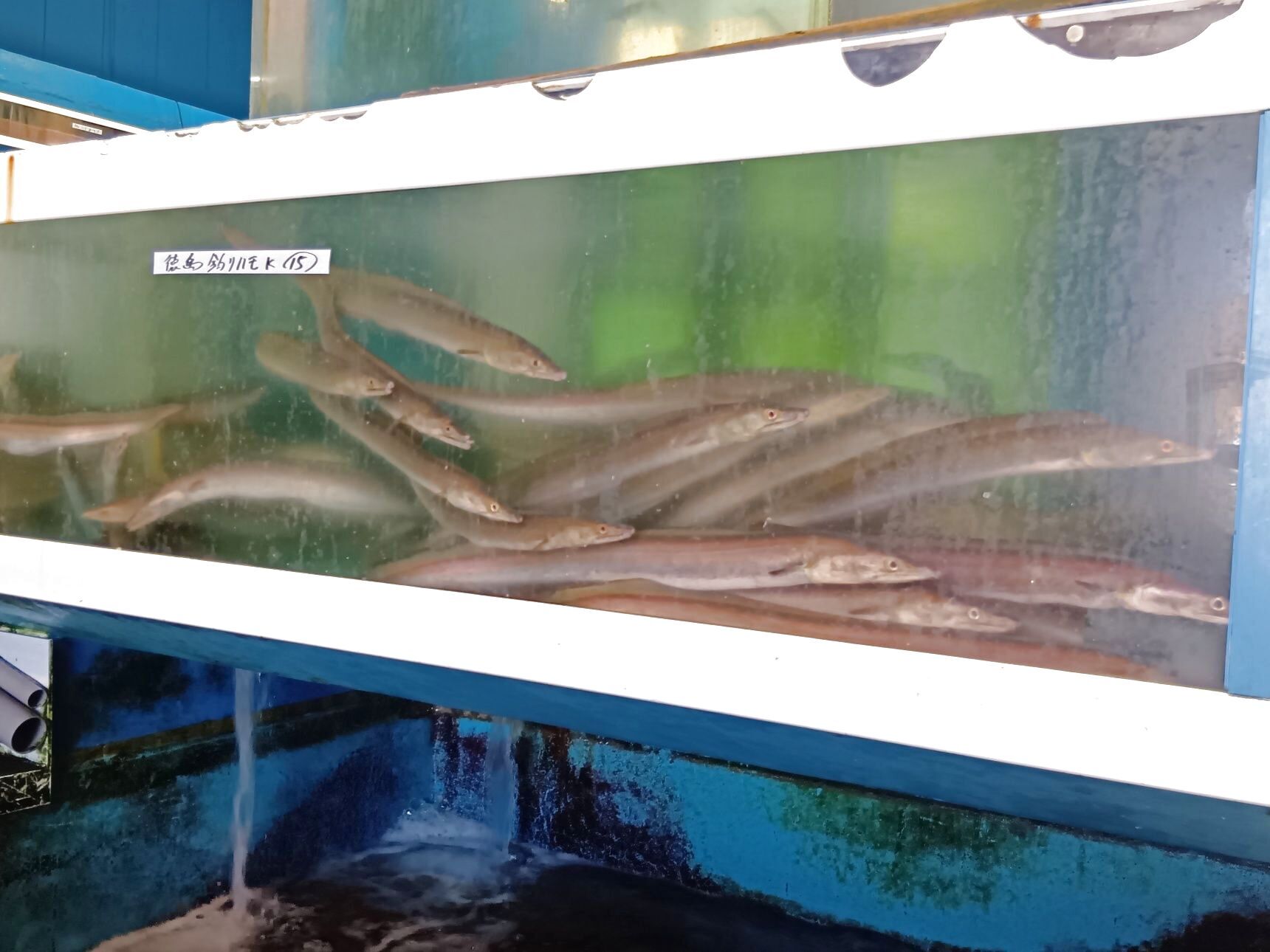 水槽には、私も大好きな天然魚の「ハモ」が！