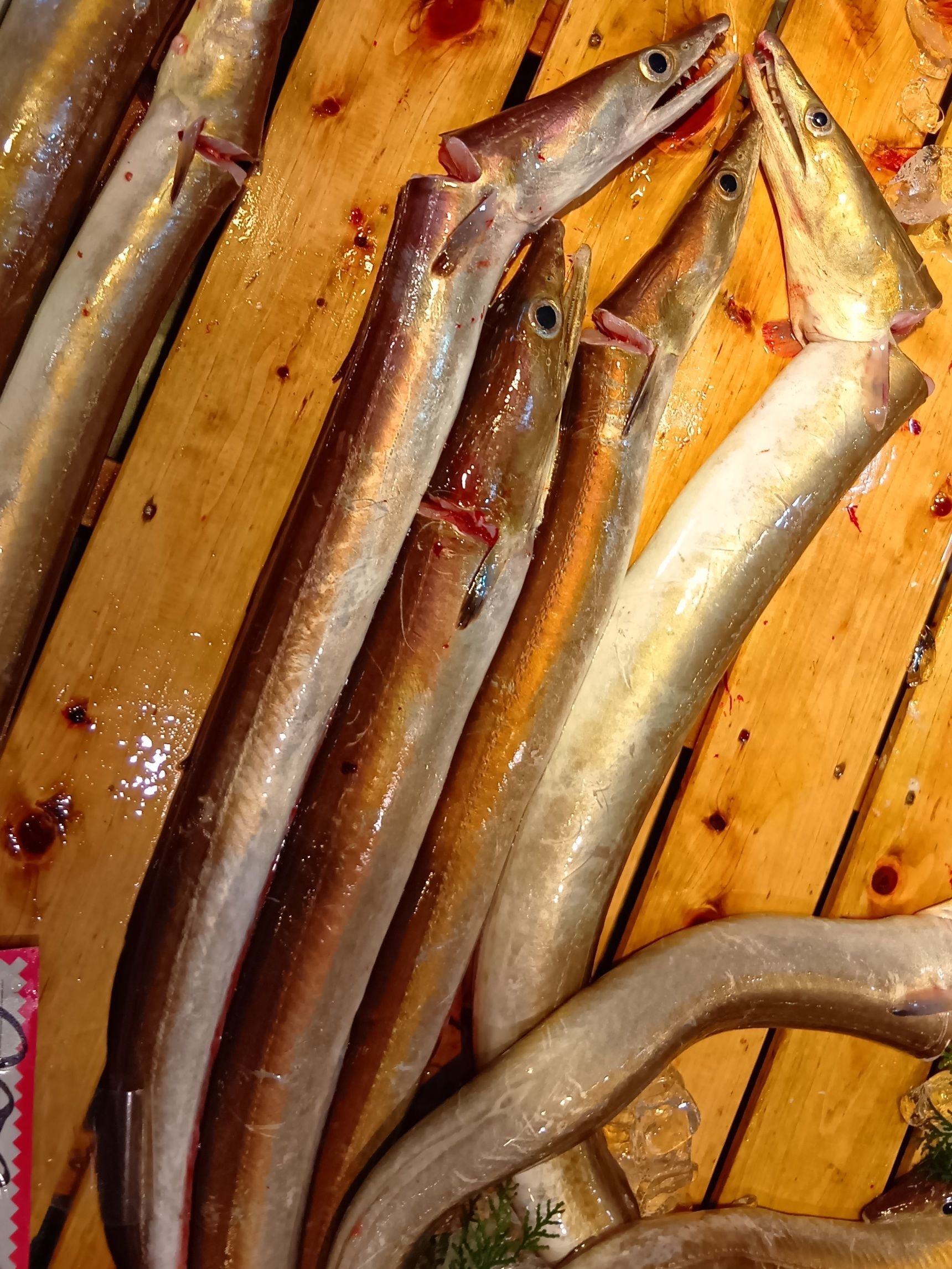 ハモ（鱧）は養殖がとても難しく、ほとんどが天然ものです。