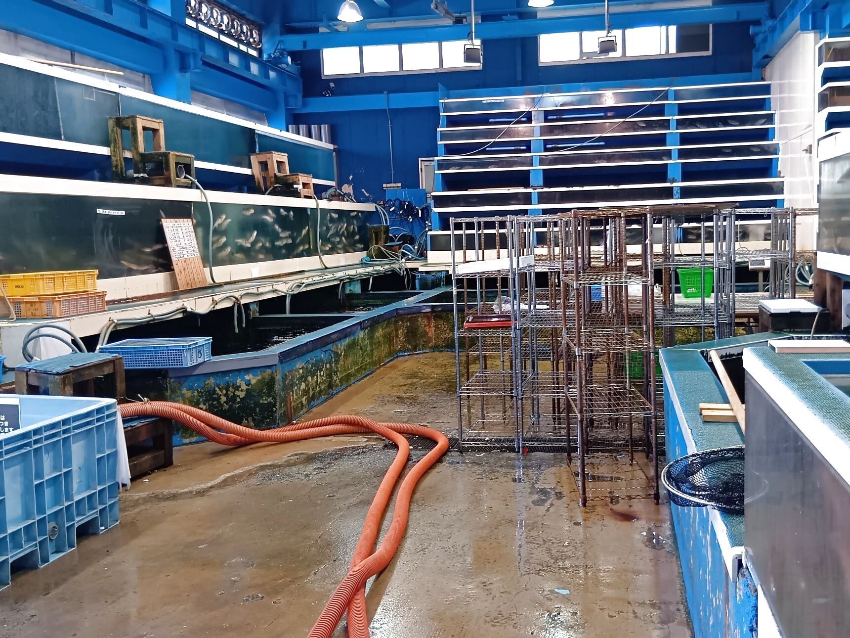 今回ようやく足を運び、入店～！→日本最大級クラスの水槽設備を備え、魚を活きたまま管理・流通だって！→思ったよりも凄かった！