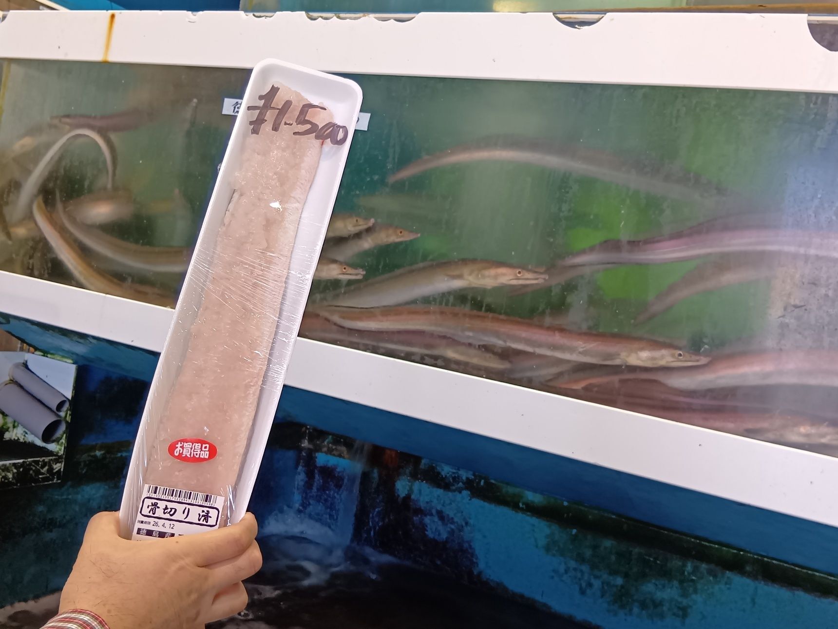 水槽にハモが泳ぐ！大阪発・天然魚探訪記：活魚センター大昌で出会う鮮度抜群のハモを食すまでの記録～！