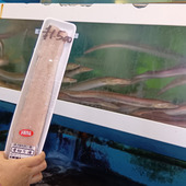 水槽にハモが泳ぐ！大阪発・天然魚探訪記：活魚センター大昌で出会う鮮度抜群のハモを食すまでの記録～！