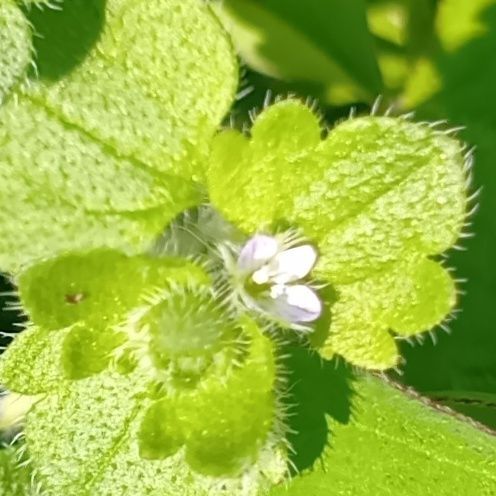 この植物は「フラサバソウ」です。雑草はよく観察しているんですが、はじめて見かけた雑草です！