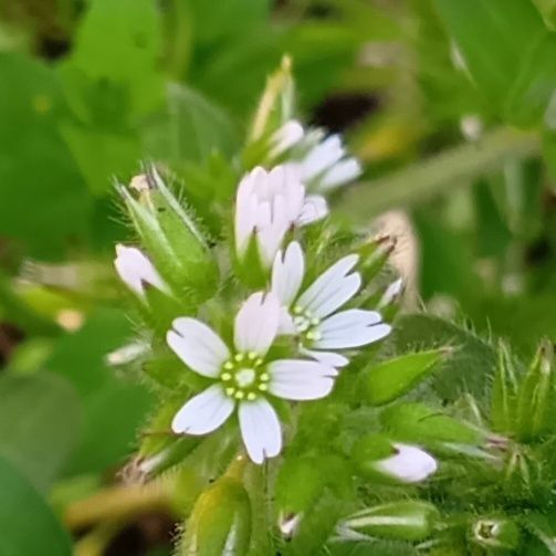 花言葉は「聞き上手」「純真」です。花びらの先端は2つに分かれているのが特徴ですよ！