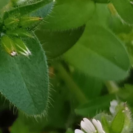 雑草あるあるですが、こちらもほんと毛深い！