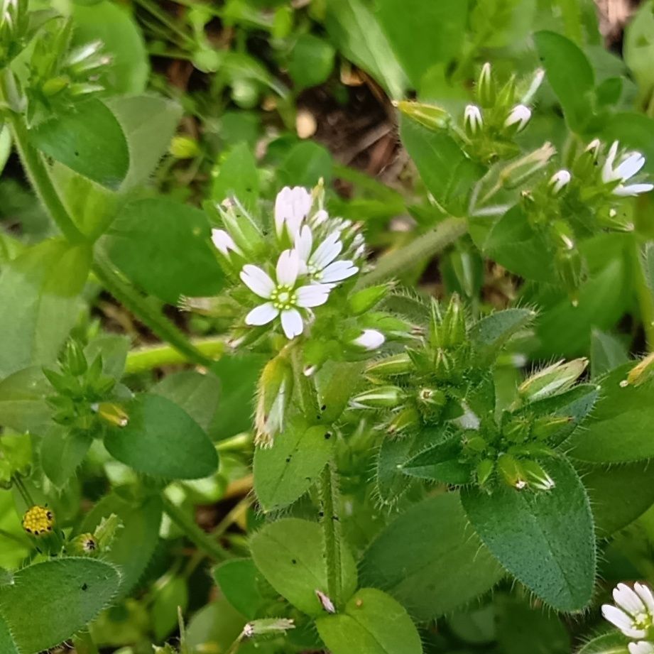「4月道端の雑草」可憐なのに厄介な雑草なの？見られたらラッキー？オランダミミナグサのひそやかな開花