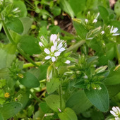 「4月道端の雑草」可憐なのに厄介な雑草なの？見られたらラッキー？オランダミミナグサのひそやかな開花