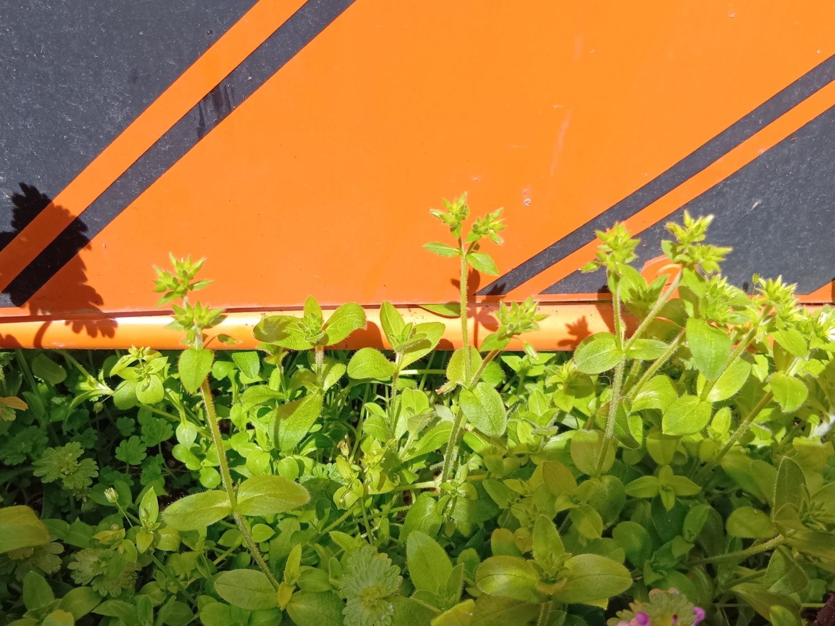 この植物は「オランダミミナグサ（和蘭耳菜草）」です。