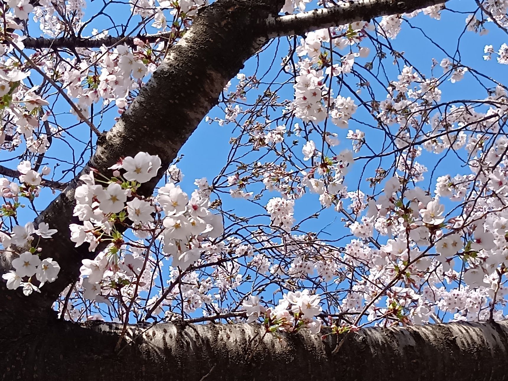桜の咲くころに出会った可愛い白いお花！小さいけれど、桜に負けず美しい花！