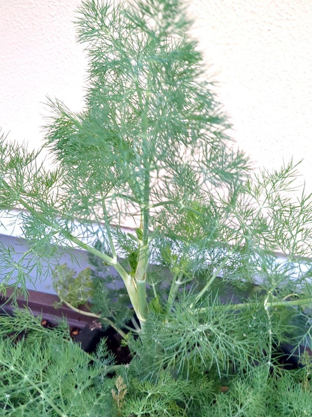 【参考まで】我が家のディルです！