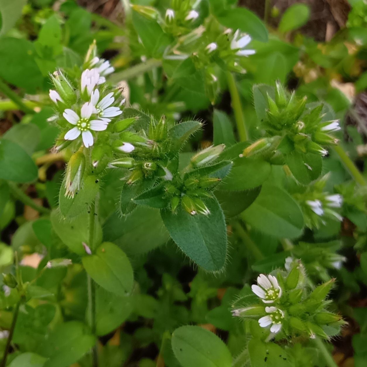 なかなか出会えない、ひそやかな開花時間