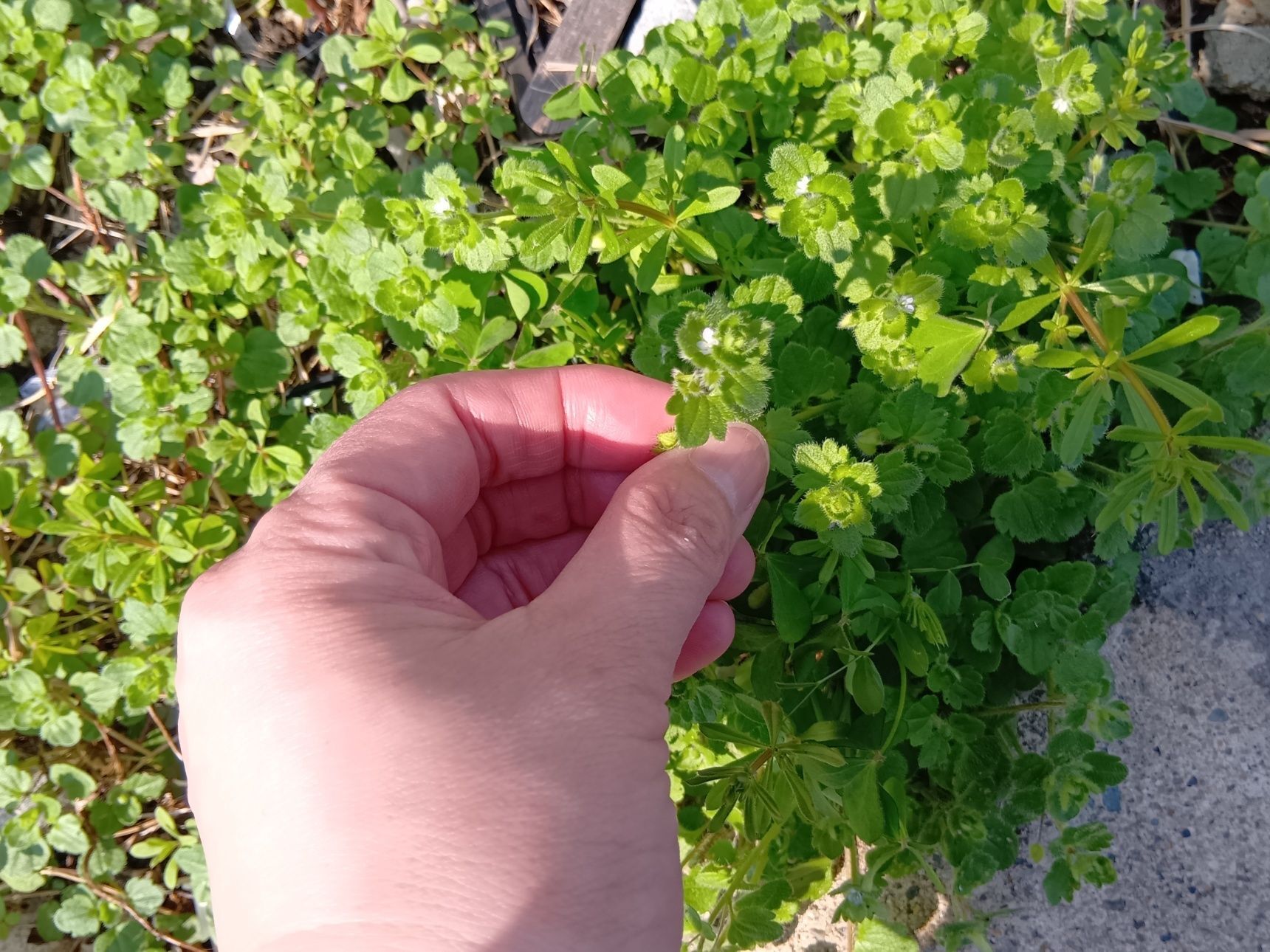 花弁はほとんど白、よく見ると、極淡紫色の筋がうっすらと入っていました