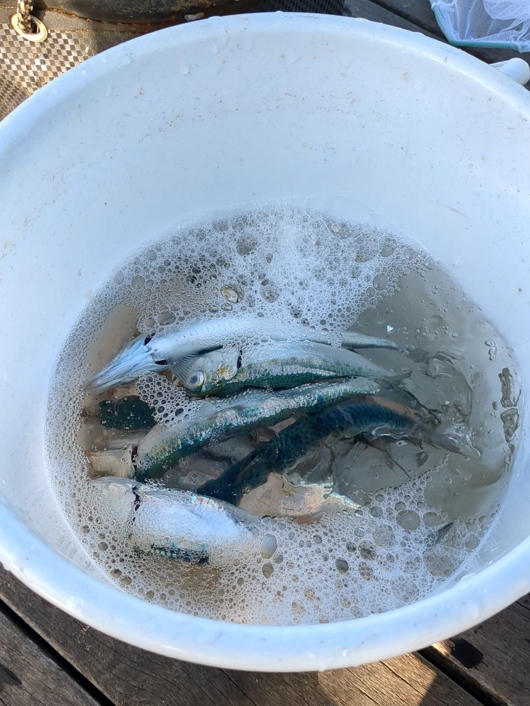 イワシを入手します