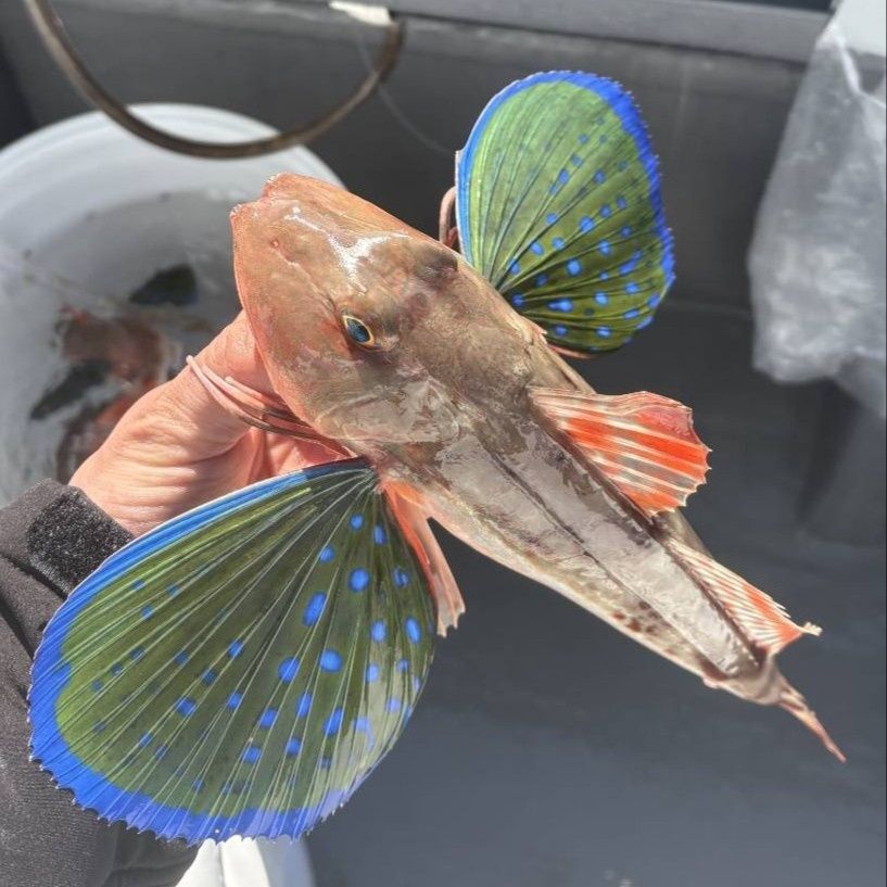 「ホウボウ」ってどんな魚？煮ても焼いても揚げてもおいしい万能魚でした！