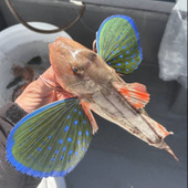 「ホウボウ」ってどんな魚？煮ても焼いても揚げてもおいしい万能魚でした！