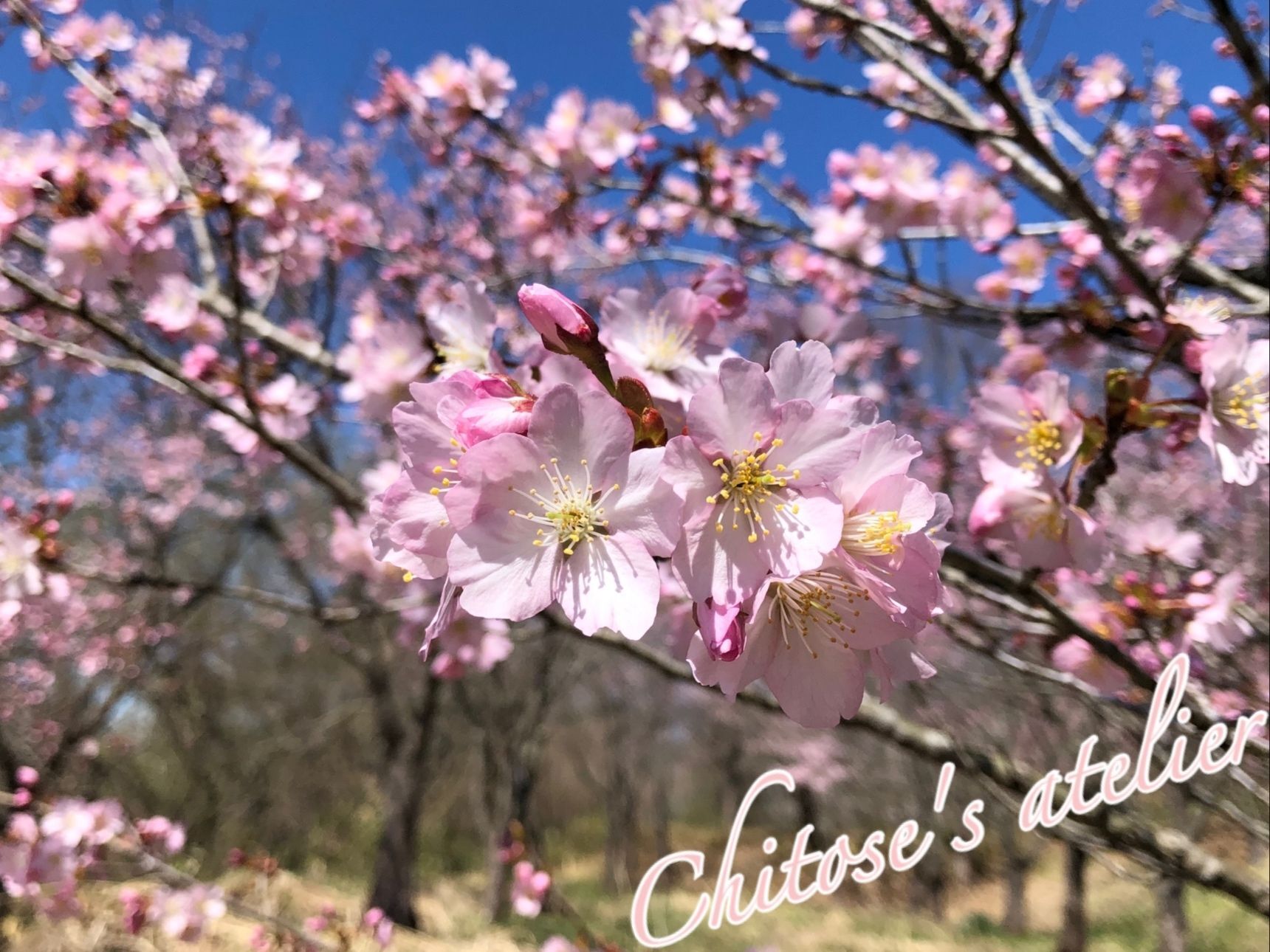 春を告げる花と言えば桜のイメージですが、ヨーロッパでは違うみたい