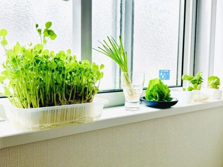 豆苗だけじゃない!簡単に『リボベジ』できる意外な野菜3選。おうちで収穫して家計節約に♪