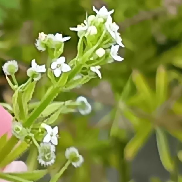 図々しくしぶとい「ヤエムグラ」じゃなくて白っぽいお花を咲かせる、少ししぶとい「シラホシムグラ」とは？