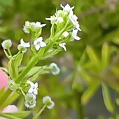 図々しくしぶとい「ヤエムグラ」じゃなくて白っぽいお花を咲かせる、少ししぶとい「シラホシムグラ」とは？