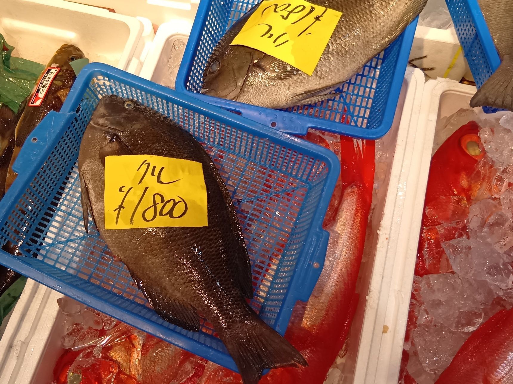 後日撮影した写真です！↓これが、『グレ』の魚です。