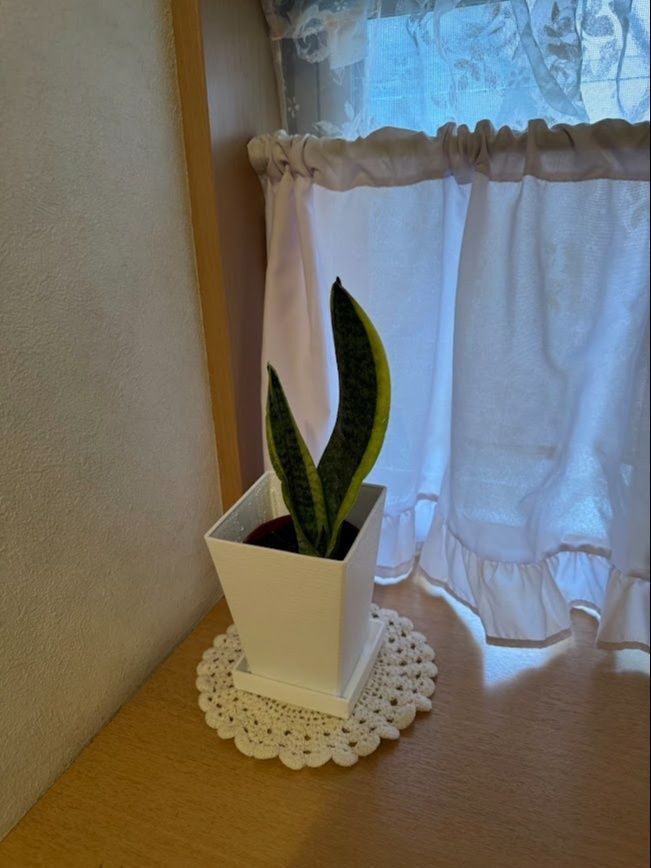 風水インテリア、トイレにダイソーサンスベリア