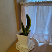 風水インテリア、トイレにダイソーサンスベリア