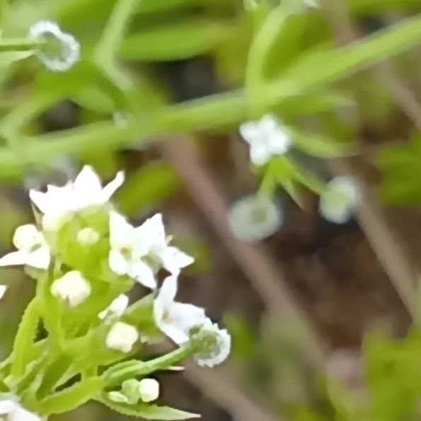 シラホシムグラの花言葉は「控えめ」「謙虚」「ひそかな強さ」