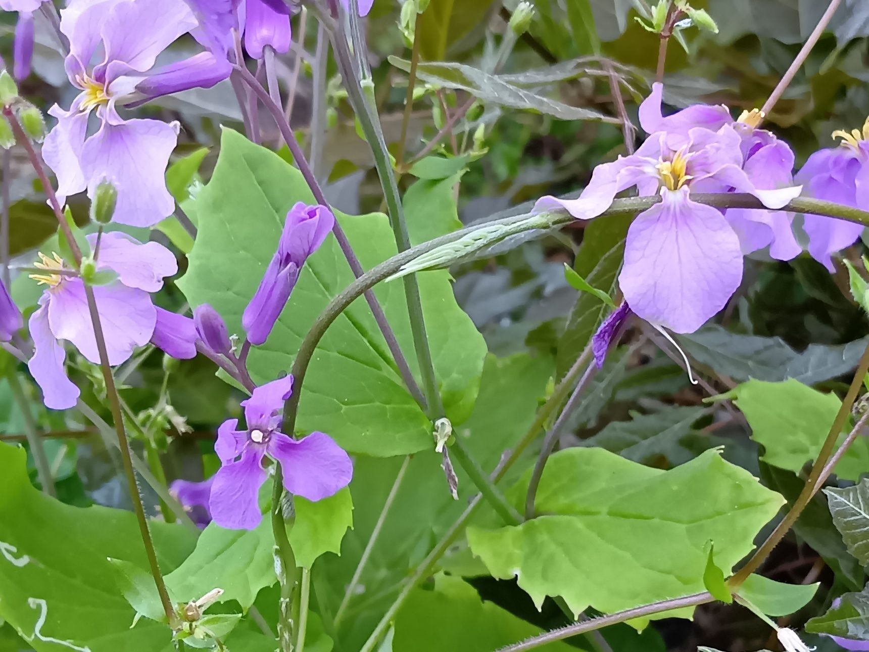 どこでもいいわけでなくて、少し土があって自然に近い環境を好みます。