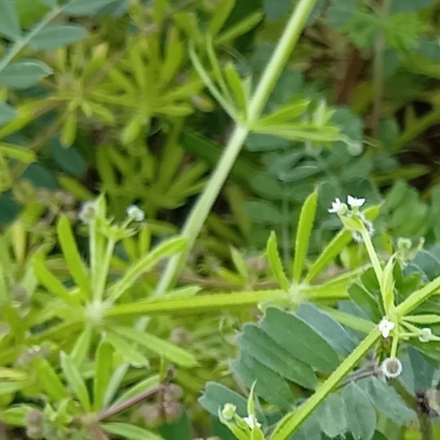 ヤエムグラ同様、葉や茎に特徴があります。