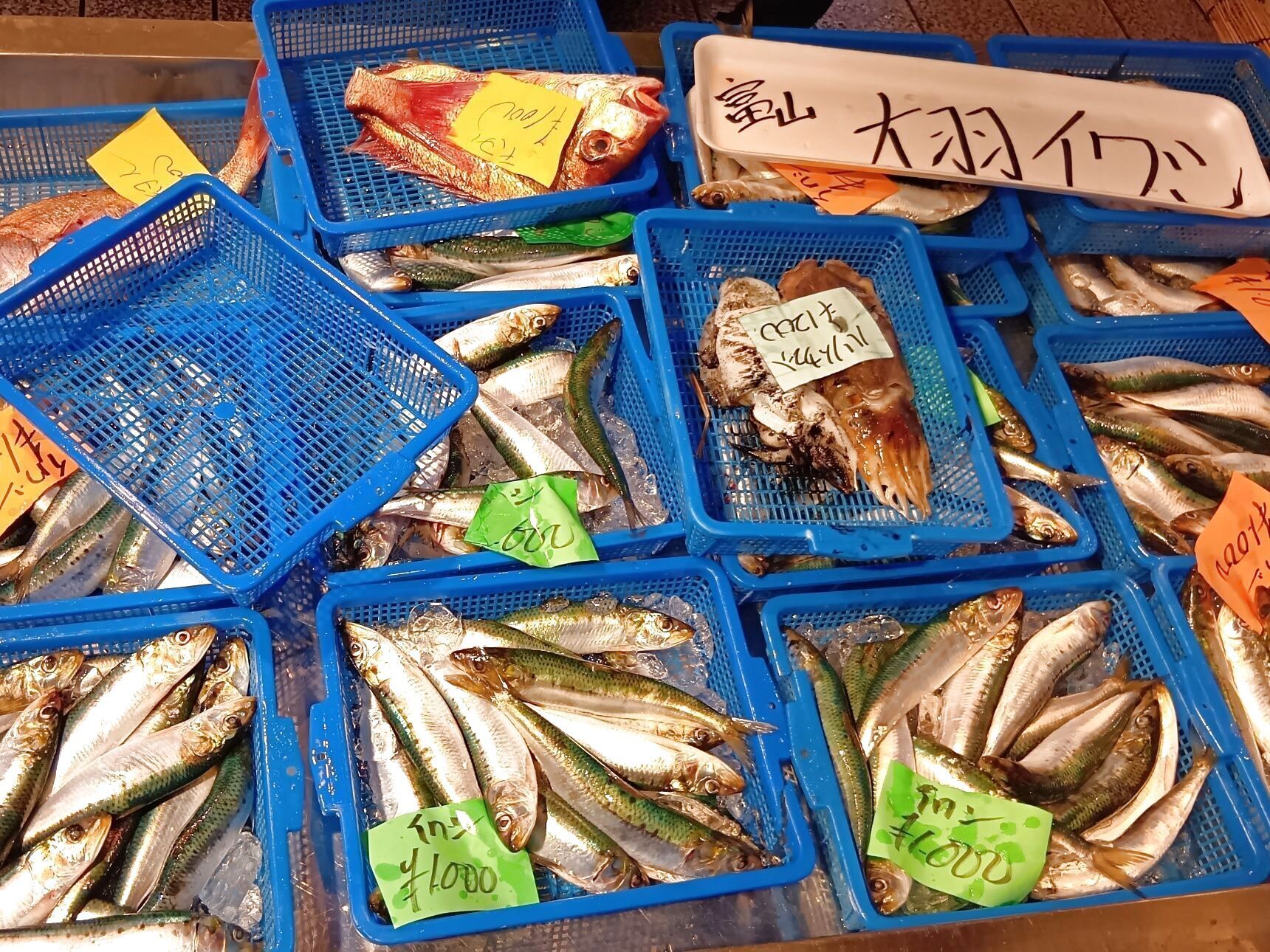 このイワシは、「富山の大羽イワシ」と書かれていますよ！おおばいわしって読むそうです。