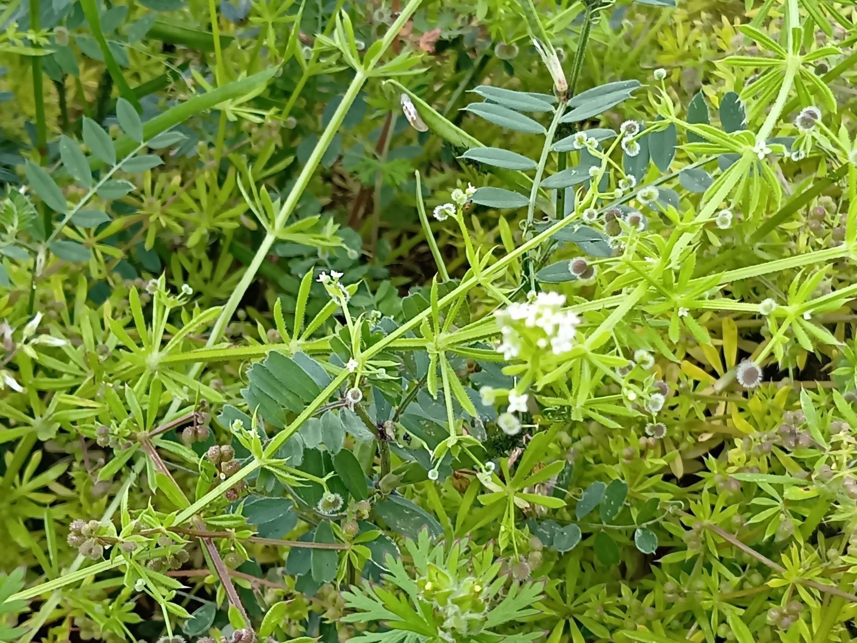ヤエムグラとシラホシムグラの違い