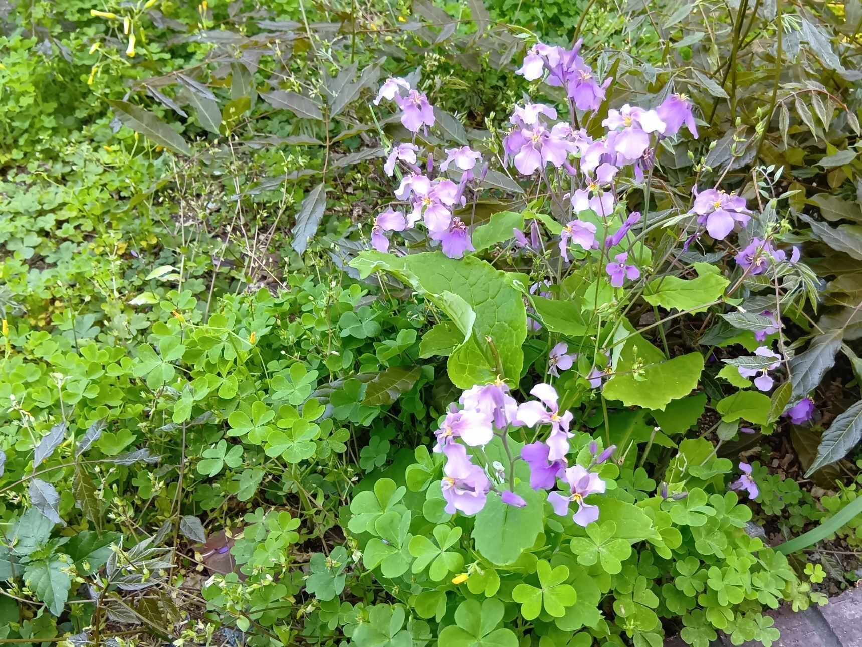 「変わらぬ愛」は、ムラサキハナナが 毎年同じように咲き続けるたくましさと、やさしい紫色の印象から生まれた花言葉です。