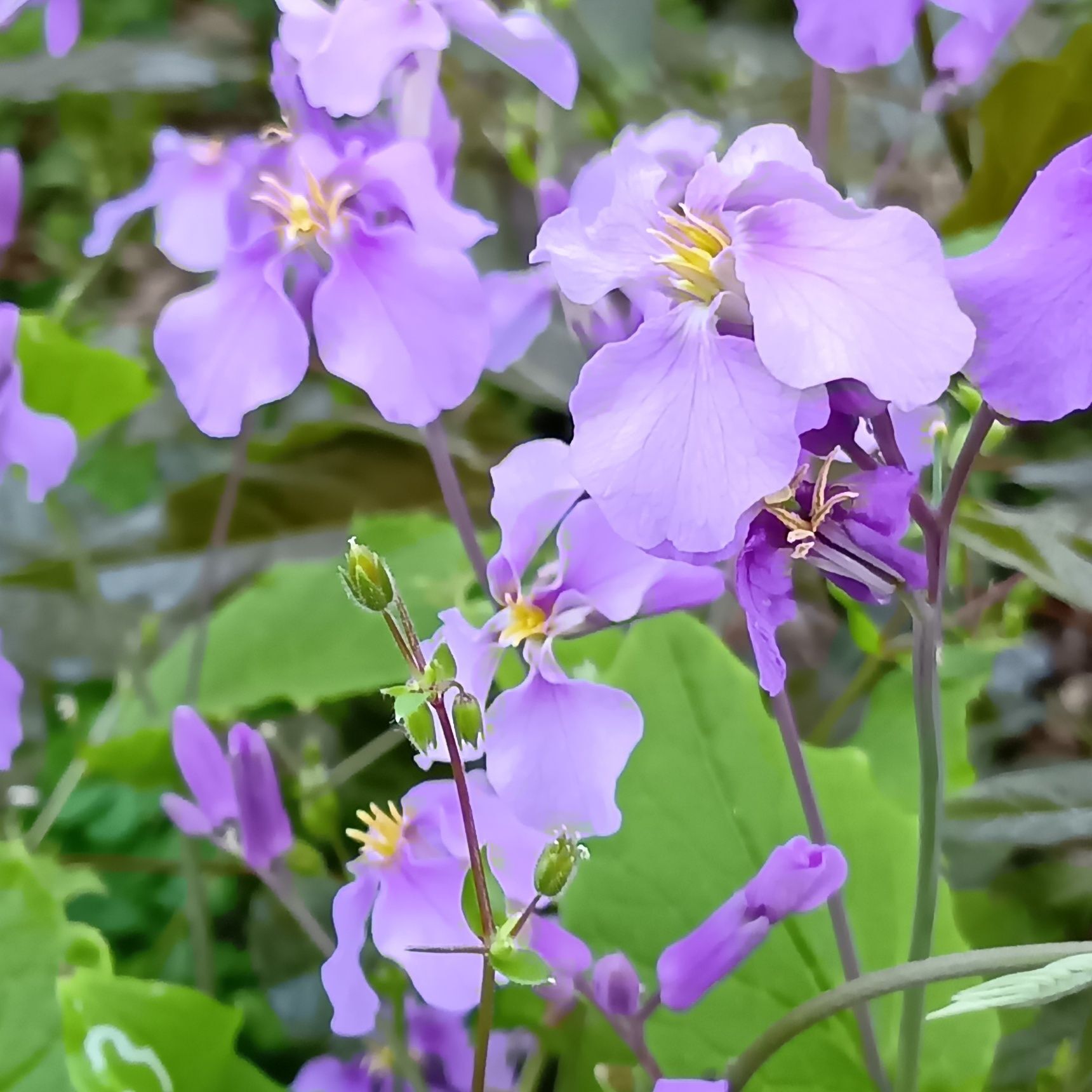 ムラサキハナナの花言葉は「聡明」「優秀」「あふれる知恵」「変わらぬ愛」「癒し」で、知性とやさしさを感じさせる意味が込められています。