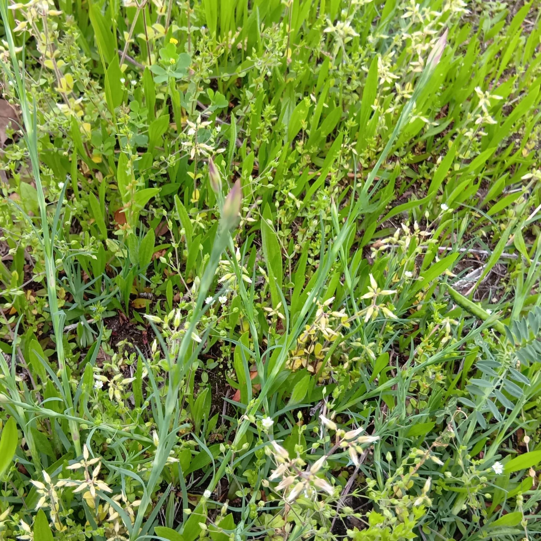 名前が特徴そのまま！なんですよ！