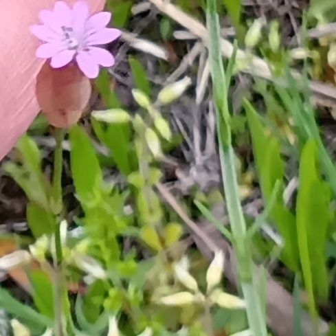 その際に立ち寄ったバス停で、ひっそりと咲いていた可憐なお花。