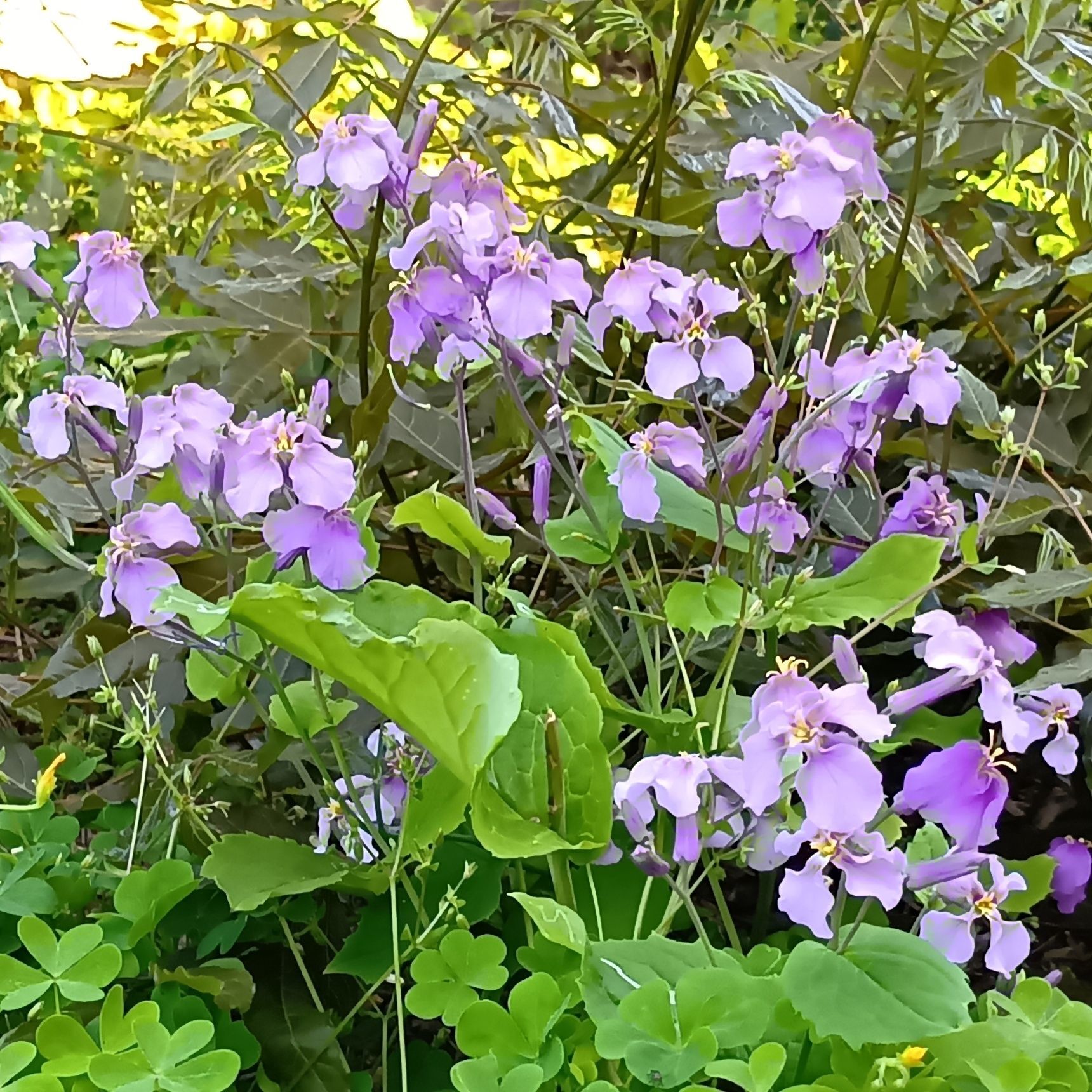 【4月の道ばたの雑草】「変わらぬ愛」の花言葉を持つ、道端に咲く美しい紫の花・ムラサキハナナとは？
