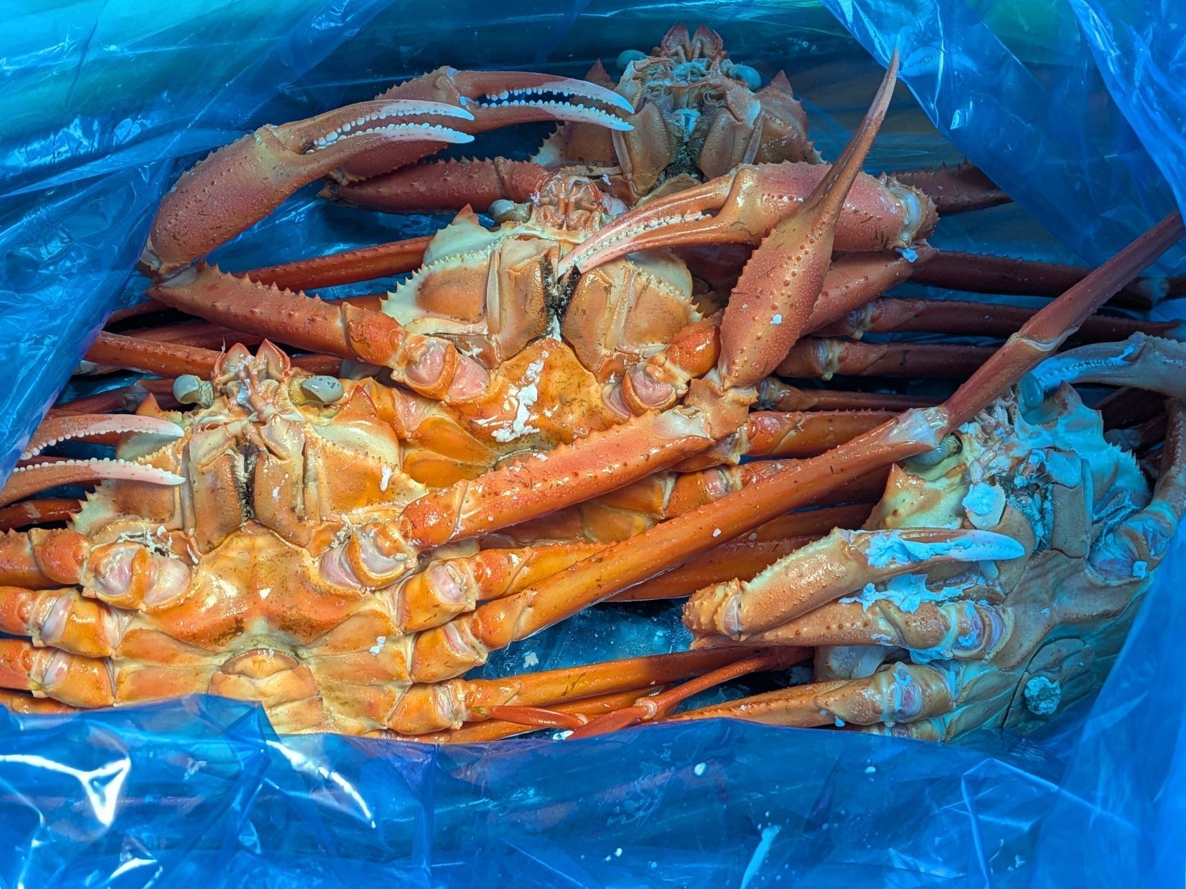【石川県産紅ズワイガニ】美味しすぎました〜！
