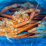 【石川県産紅ズワイガニ】美味しすぎました〜！