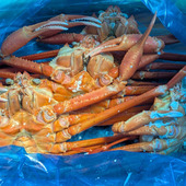 【石川県産紅ズワイガニ】美味しすぎました〜！