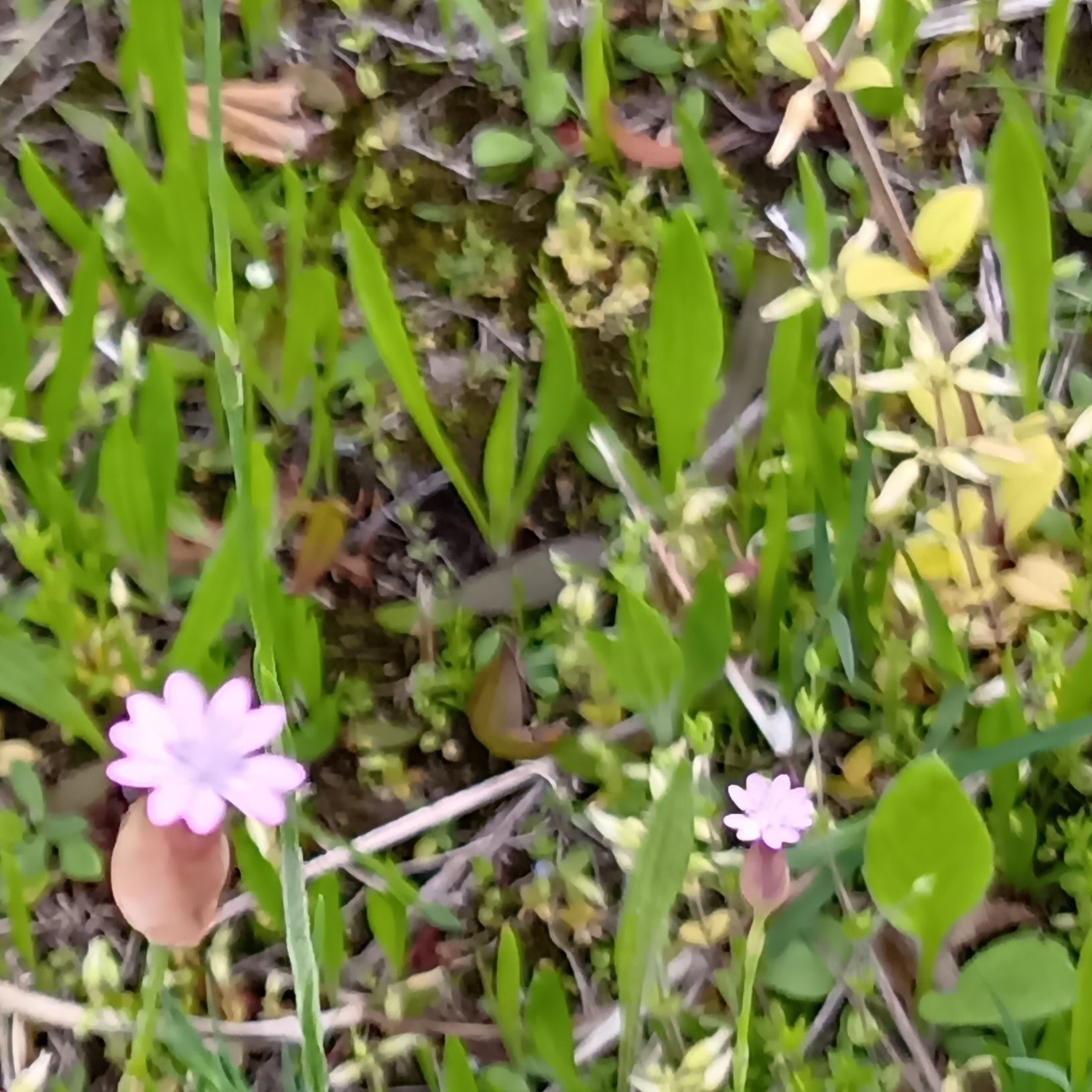 花言葉  は 「未練」 「しつこさ」！！！
