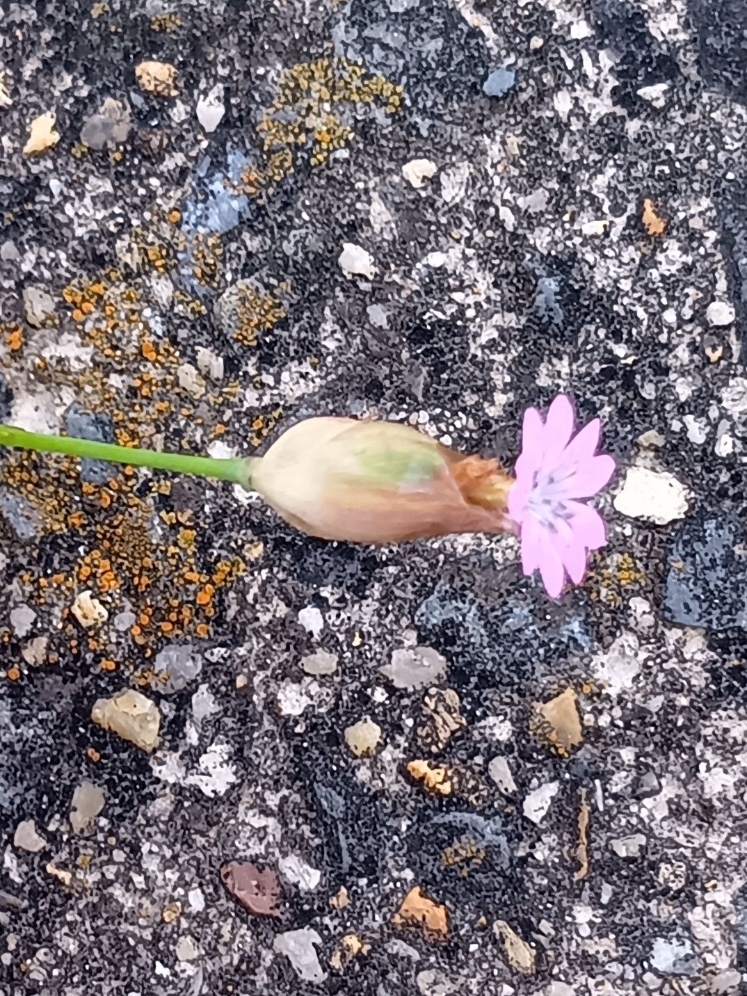 【4月・道ばたの雑草】可憐なピンクの花なのに…“ストーカーまがい”ともいわれる意外な花言葉とは？