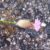 【4月・道ばたの雑草】可憐なピンクの花なのに…“ストーカーまがい”ともいわれる意外な花言葉とは？