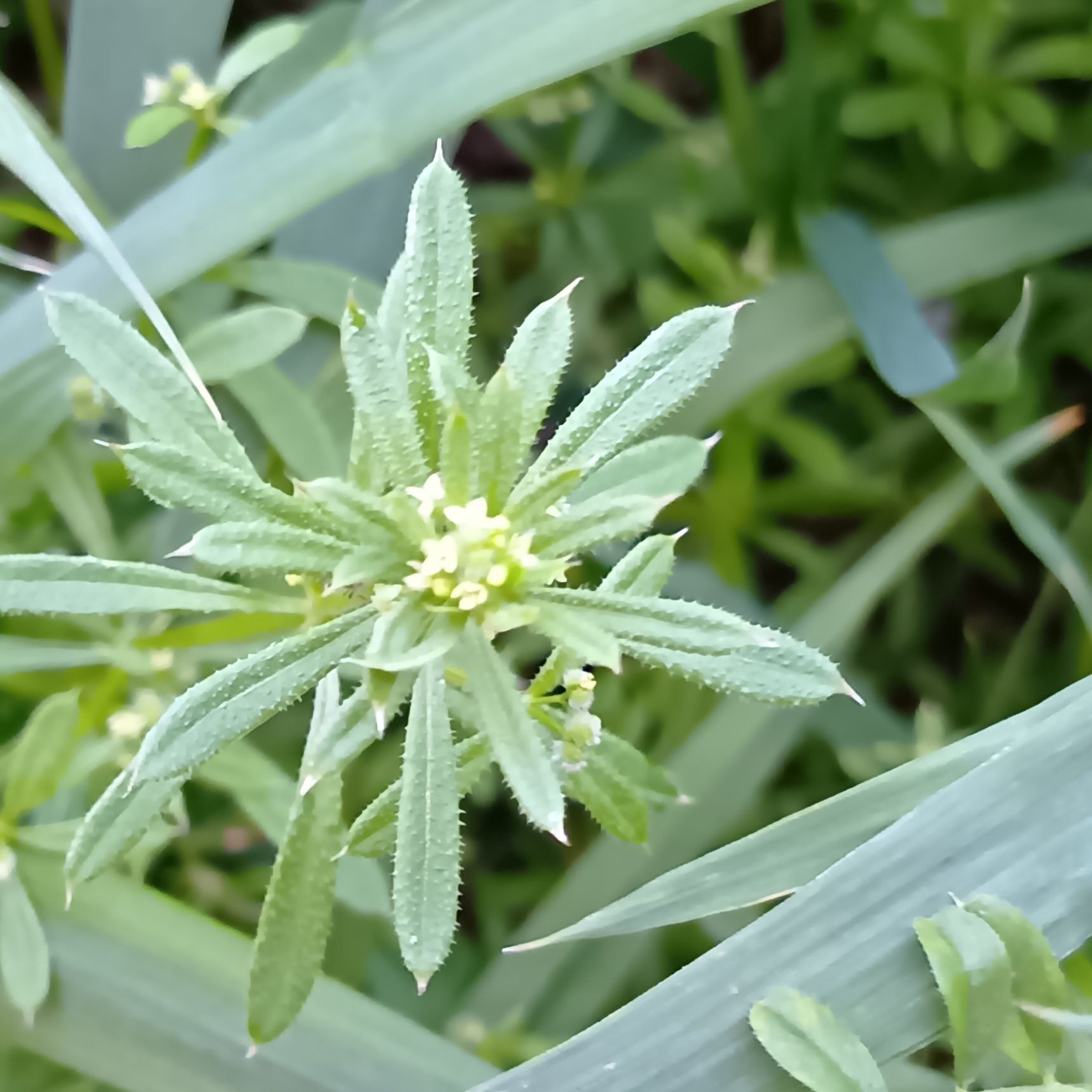 ヤエムグラ の花言葉は「躊躇」「負けず嫌い」「忍耐」とされています。画像は4月開花の「ヤエムグラ」です。