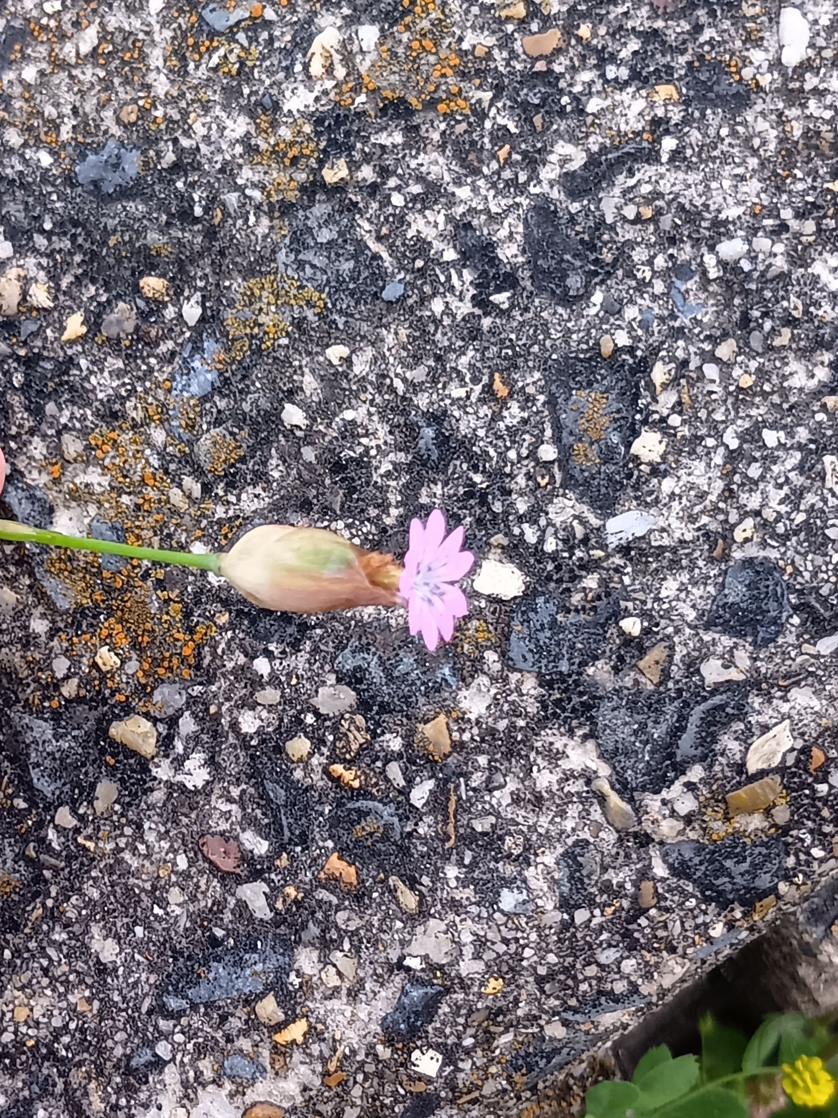 イヌコモチナデシコは危険？