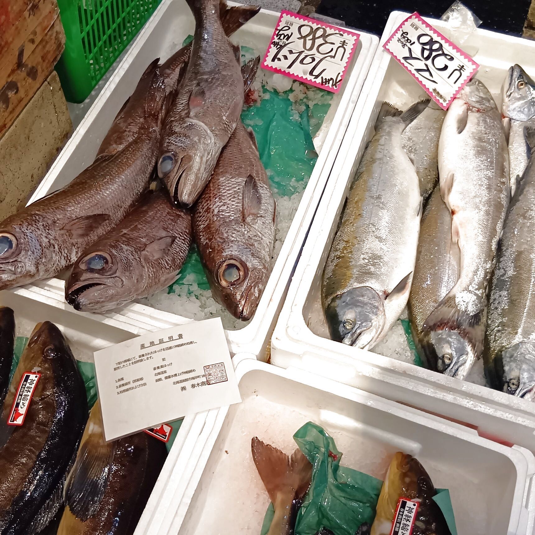 クロムツ！マス！だって～！形だけでなく、顔も魚によって個性がありますね！面白い！