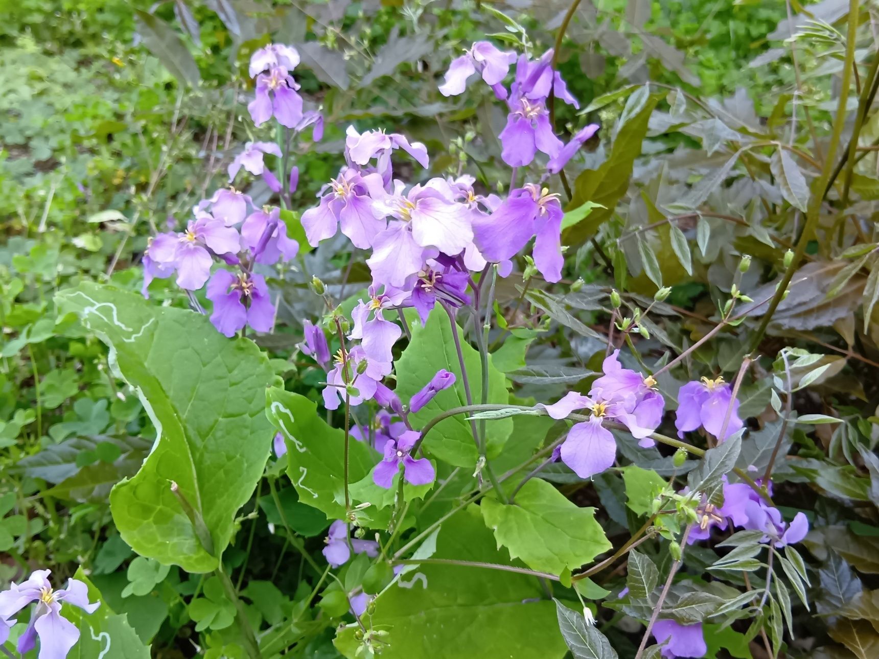 野草とは思えない花の美しさと大振りの花！