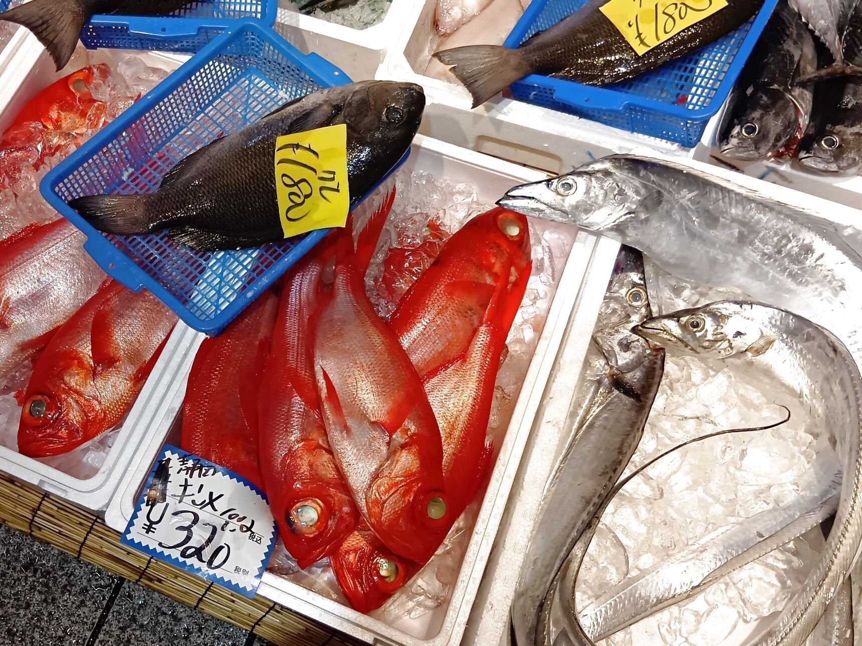 今回も色々と色々な天然魚を楽しむように見てまわりました！