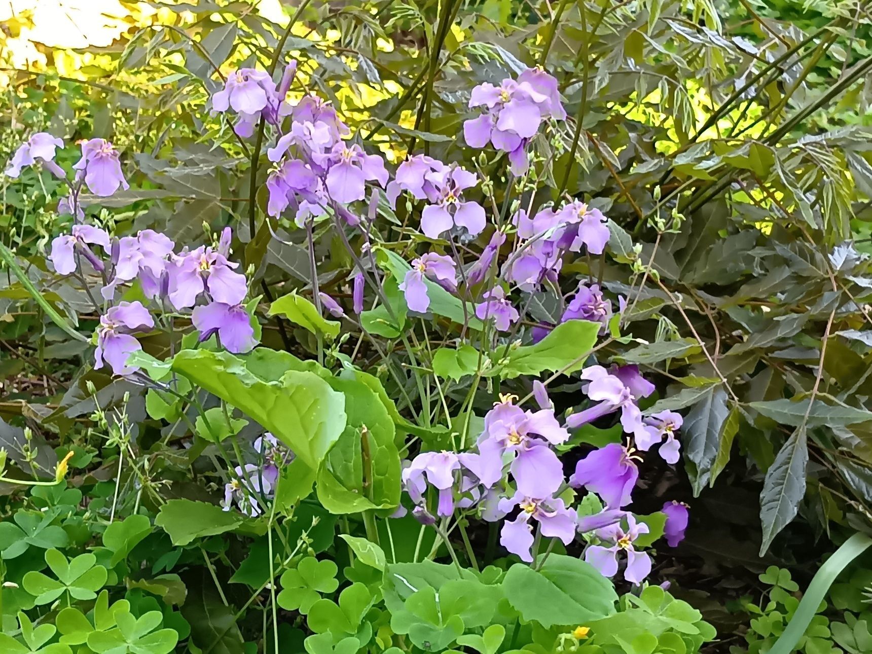この植物は「ムラサキハナナ（紫花菜）」です。ショカツサイ（諸葛菜）ハナダイコン（花大根）とも呼びます。