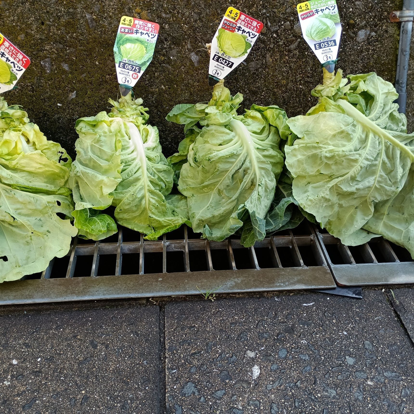 キャベツ3種類を初めて育ててみた