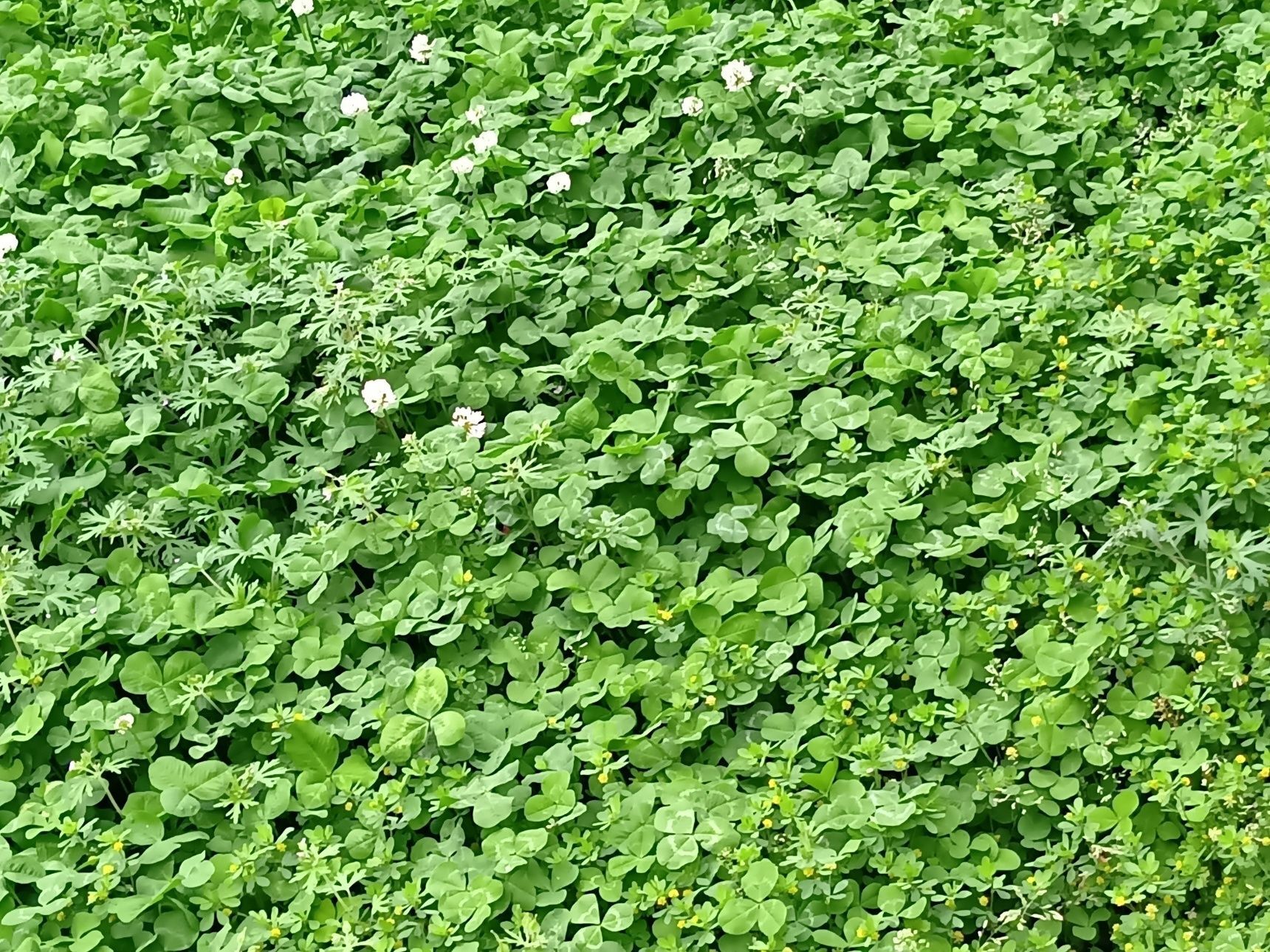 【4月道端の雑草】絶句！したたかすぎるクローバー＆小さな黄色い花を咲かせる、識別のややこしい雑草！